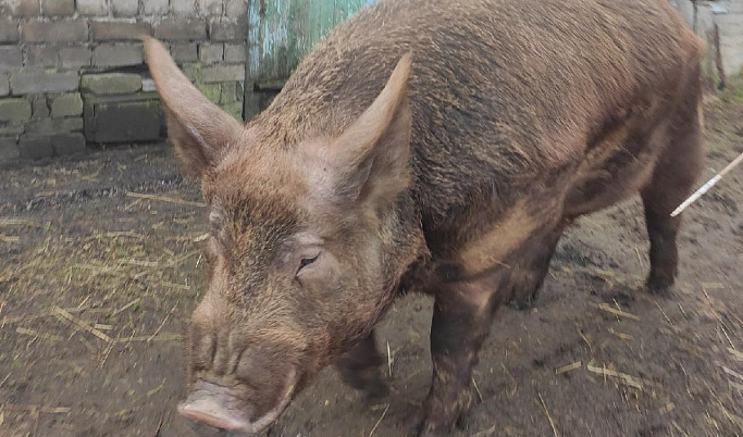 Жителей Тверской области предупредили о риске вспышки африканской чумы свиней