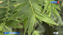 В Ботаническом саду Тверского госуниверситета впервые зацвел бамбук