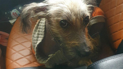 В Тверской области маленькую собаку привязали к дереву и бросили в лесу