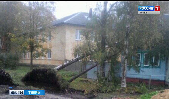 В Вышнем Волочке ураган вырвал с корнем и повалил на дом два дерева
