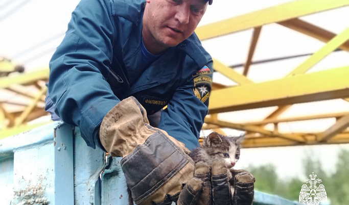 В Тверской области спасли котёнка, застрявшего под поездом