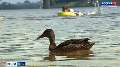 Жителям Твери и области не рекомендуют купаться в водоемах, где плавают утки