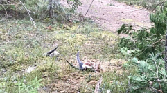 В лесу Тверской области нашли «жертвенник» с останками козлов