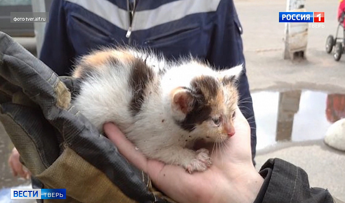 Тверские пожарные спасли бездомного котенка
