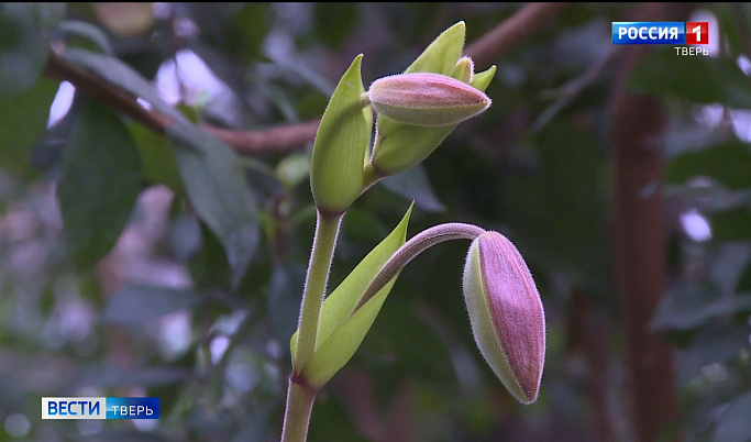 Редкие виды орхидей расцветут в Твери 