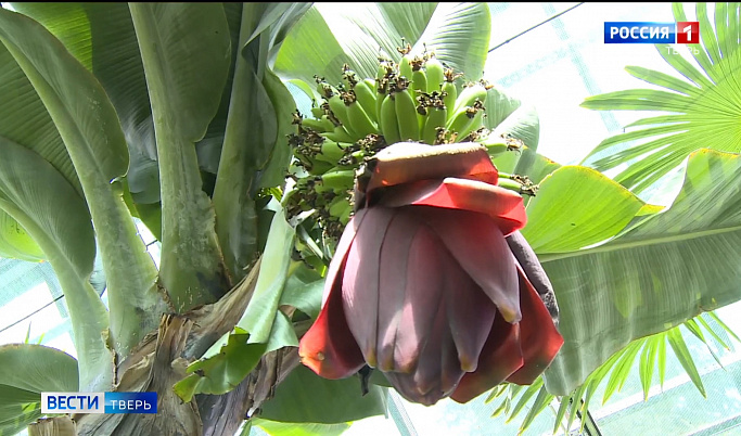 В ботаническом саду Твери зреют бананы сорта Кавендиш
