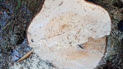 В Тверской области «черного лесоруба» осудили условно за рубку деревьев на 2 млн рублей