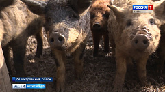 В Тверской области семья фермеров разводит редкую породу свиней