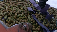 Более 20 тонн груш уничтожили в Тверской области