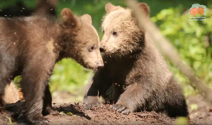 В центре спасения медвежат-сирот в Тверской области контакт с подопечными свели к минимуму