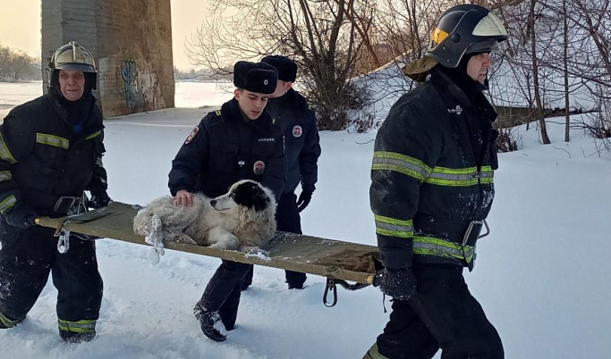 В Кимрах спасатели вытащили собаку из ледяной воды 