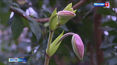 Редкие виды орхидей расцветут в Твери 