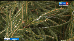 Жители Тверской области  смогут сами срубить елку к Новому году