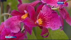 Ботанический сад ТвГУ приглашает жителей Твери полюбоваться редкими орхидеями