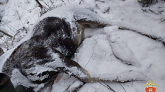В Рамешковском районе задержали браконьера, застрелившего лосиху