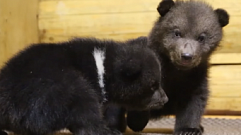 В Тверскую область привезли медвежат, оставшихся без мамы из-за браконьеров
