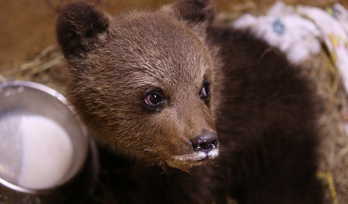 Из Псковской области в Тверскую привезли медвежонка-подкидыша