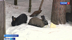 Жителей Твери и области приглашают на экоферму понаблюдать за кроликами 