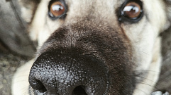 26 августа – День благодарности собаке. В Твери открыли первую площадку для выгула четвероногих друзей