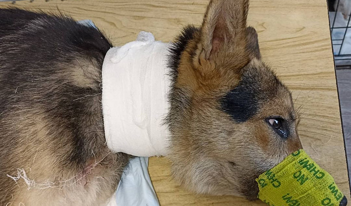 В Тверской области ветеринарам ножовкой и кусачками пришлось снимать с собаки вросшую в шею цепь