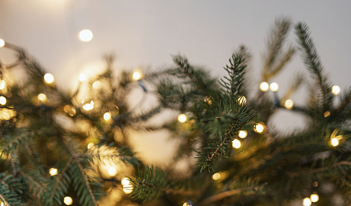 Жителям Тверской области рассказали, как правильно выбрать новогоднюю елку