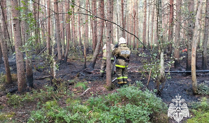 Лесной пожар ликвидировали в Тверской области