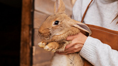 В мясе кролика, произведенном в Тверской области, нашли кишечную палочку