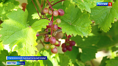 32 сорта винограда выращивает житель Твери на своем участке