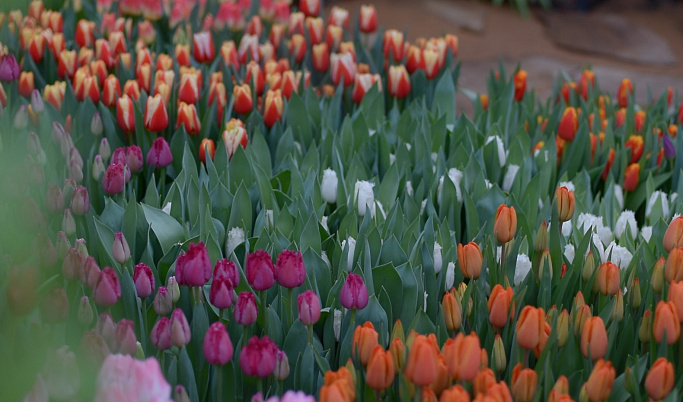 В Твери продолжает работу выставка-продажа более 100 тысяч тюльпанов