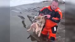 Спасатели Тверской области вытащили из воды провалившегося под лед пса