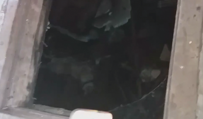 Обезглавленных собак нашли в подвале сарая в Тверской области | Видео 