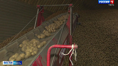 Аграрии Тверской области вырастили богатый урожай картофеля 