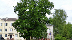 За фотографию дерева тверитяне могут получить 100 тысяч рублей