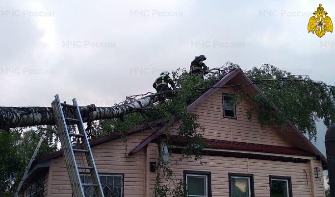 В Тверской области из-за ураганного ветра дерево рухнуло на жилой дом