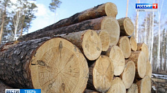 В Тверской области «черный лесоруб» спилил лес на 700 тысяч рублей