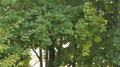 Площадь лесного фонда в Вышневолоцком районе увеличат на 317 га