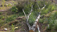 «Черный лесоруб» спилил лес в Тверской области на 140 тысяч рублей