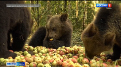Более 20 лет семья Пажетновых из Тверской области готовит к самостоятельной жизни медвежат-сирот