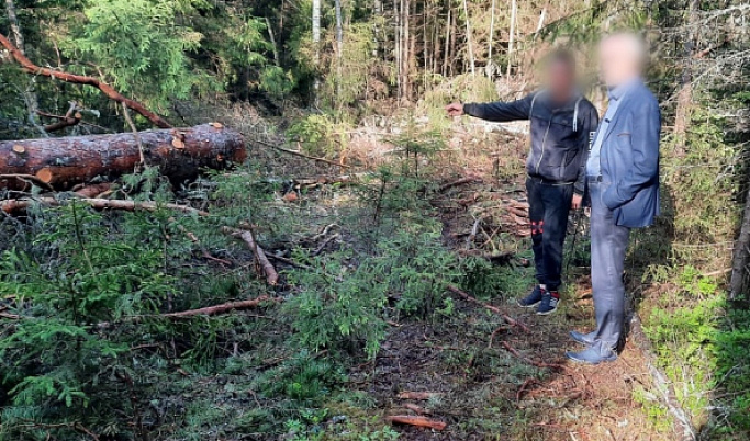 В Тверской области ущерб от незаконной вырубки леса составил более 1,4 миллионов рублей