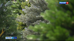 Жителям Тверской области напомнили о запрете самостоятельно рубить елки к празднику 