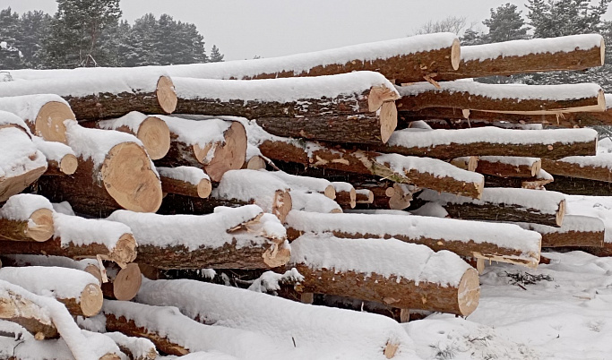 Жителю Тверской области грозит 7 лет тюрьмы за незаконную вырубку деревьев на 9 млн рублей