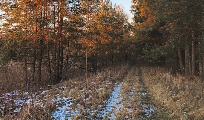 В лесах Тверской области регулируют численность волков