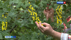 Растение, вдохновившее Джона Толкина, цветёт в Ботаническом саду в Твери
