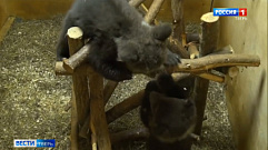 В Торопецком центре спасения медвежат-сирот появилась новая подопечная по кличке Нелюшка  