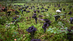 В Тверской области грибники обнаружили поляну с черными лисичками