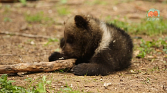 Воспитанники Центра спасения медвежат-сирот Тверской области осваивают лесные владения 