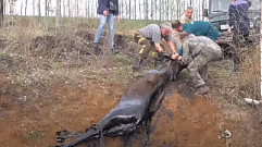 В Тверской области спасли лося, провалившегося в мазутную яму