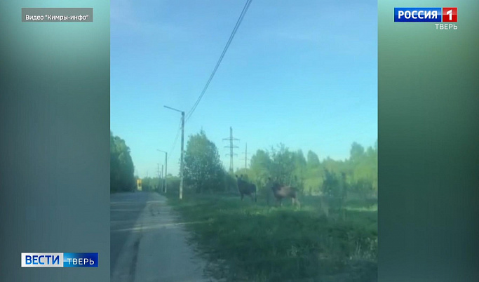 В Кимрском районе лоси гуляли вдоль трассы 