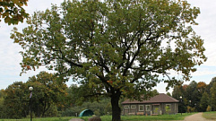 200-летний дуб из Тверской области может стать лучшим «Российским деревом»