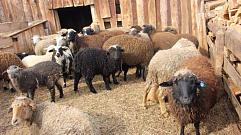 В Тверской области у овец обнаружили опасную неизлечимую болезнь